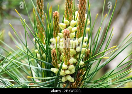 macro di gymnosperm di pino Foto Stock