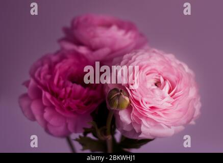 Bel bouquet di fiori di ranuncolo rosa su sfondo viola. Bouquet di farfalle asiatiche in morbida sfocatura. Foto Stock