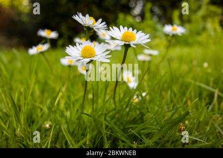 Un grumo di margherite comuni gialle e bianche (Bellis perennis) che crescono in erba, un tipico erbacce in un prato in primavera nel Surrey, nel sud-est dell'Inghilterra Foto Stock