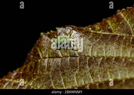 Un piccolo e luminoso dolce verde metallico (circa 5 mm), Polydrusus formosus, sulla foglia di un albero rosso sicomoro in un giardino in primavera nel Surrey, Regno Unito Foto Stock