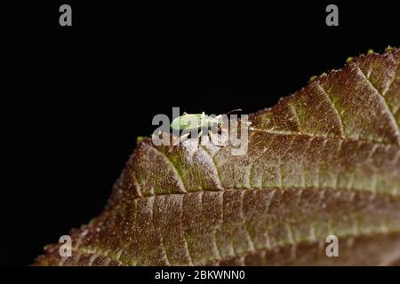 Un piccolo e luminoso dolce verde metallico (circa 5 mm), Polydrusus formosus, sulla foglia di un albero rosso sicomoro in un giardino in primavera nel Surrey, Regno Unito Foto Stock