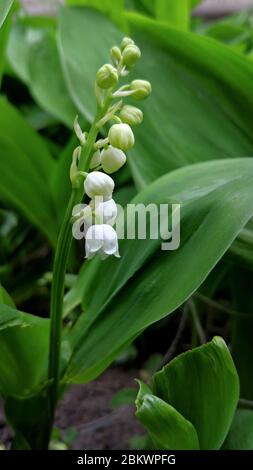 Giglio della valle (Convallaria majalis) con fiori bianchi dal profumo dolce, pendenti e a campana in un giardino olandese. Amaryllis famiglia Amaryllidaceae. Foto Stock