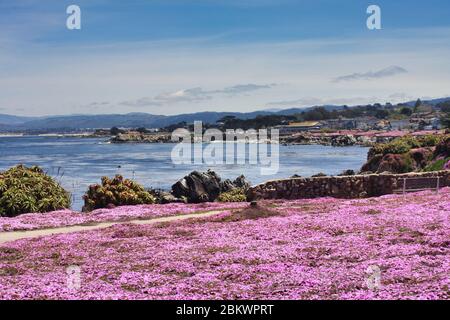 Colorato tappeto di ghiacciaieria rosa lungo la costa di Pacific Grove. Foto Stock