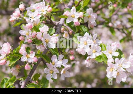Orchard ramo di albero di mele coperto in splendidi fiori di mele nella Okanagan Valley Foto Stock