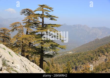 Paesaggio con alberi di cedro in montagna, Likya Yolu strada tirurista in Turchia Foto Stock