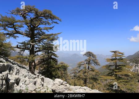 Alberi di cedro sul pendio di montagna. Likya Yolu modo turistico in Turchia Foto Stock