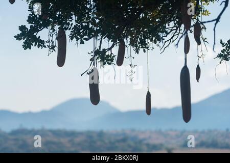 Salsiccia, Kigelia, Kigelia africana, Kidepo Valley National Park, Uganda Foto Stock