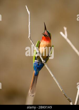 Ape-eater dal colore rosso, Merops bulocchi, Murchison Falls National Park, Uganda Foto Stock