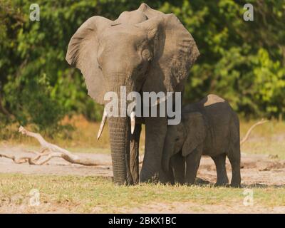 Loxodonta africana, elefante africano, Murchison Falls parco nazionale, Uganda Foto Stock