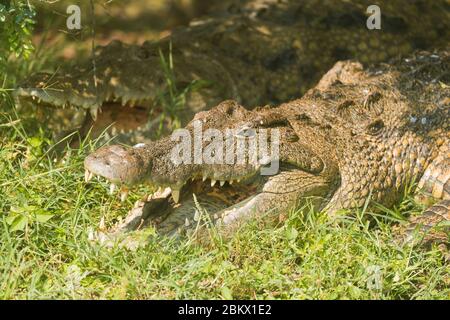 Coccodrillo del Nilo, coccodrillo niloticus, parco nazionale delle cascate di Murchison, Uganda Foto Stock