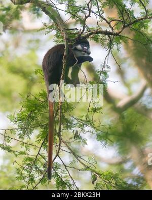 Scimmia con coda rossa, guenone con coda rossa, scimmia con coda rossa, guenone di Schmidt, Cercopithecus ascanius, foresta di Kibale, Uganda Foto Stock
