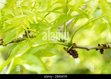 Foglie e ramificazione di Frassino comune - Fraxinus - che mostrano balestre di fiori STAMINED probabilmente causati da acari eriofiidi che sembrano non danneggiare la salute di Foto Stock