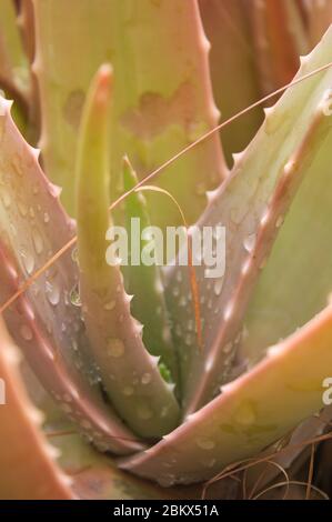 Primo piano delle foglie di un'aloe vera con gocce di acqua piovana sulla sua superficie Foto Stock
