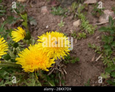 Foto macro di una pianta di dente di leone. Pianta di dente di leone con un germoglio giallo soffice. Fiore di dente di leone giallo che cresce nel terreno. Foto Stock