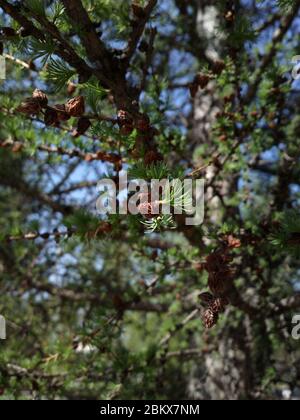 Albero di pino. Giovani germogli di pino. Rami dell'albero. Bellissima natura selvaggia. sfondo verde. Foto Stock