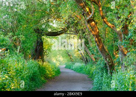 Un arco naturale sotto gli alberi lungo il sentiero Fleaking Lane a Swillington, Leeds, UK Foto Stock