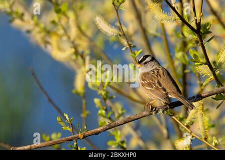 Passera bianca (leucotria di Zonotrichia), EE Wilson Wildlife Area, Oregon Foto Stock