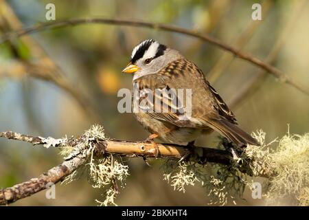 Passera bianca (leucotria di Zonotrichia), EE Wilson Wildlife Area, Oregon Foto Stock