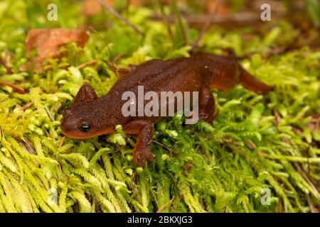 Newt dalla pelle ruvida (Taricha granulosa), McDowell Creek Falls County Park, Linn County, Oregon Foto Stock