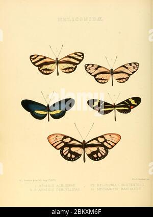 Illustrazioni di nuove specie di farfalle esotiche Foto Stock