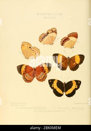 Illustrazioni di nuove specie di farfalle esotiche Messaras. Foto Stock