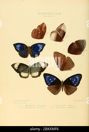 Illustrazioni di nuove specie di farfalle esotiche Melanitis. Foto Stock