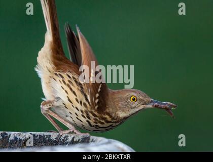 Closeup di un uccello thrasher marrone con vermi nel suo becco su uno sfondo verde scuro. Foto Stock