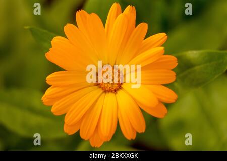 Calendula fiore o Pot marigold, primo piano su sfondo di fiori di campo Foto Stock