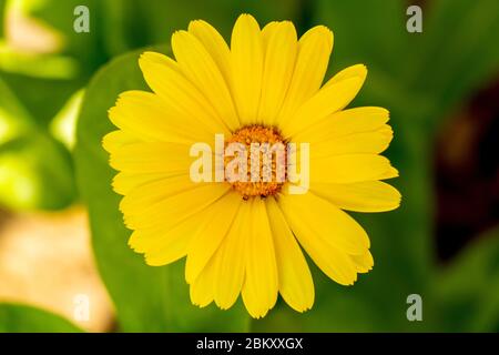 Calendula fiore o Pot marigold, primo piano su sfondo di fiori di campo Foto Stock