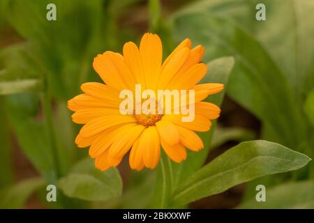 Calendula fiore o Pot marigold, primo piano su sfondo di fiori di campo Foto Stock