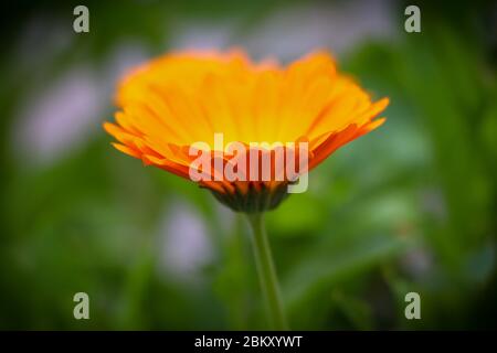 Calendula fiore, marigold, primo piano su sfondo verde sfocato, focuscalendula selettiva Foto Stock