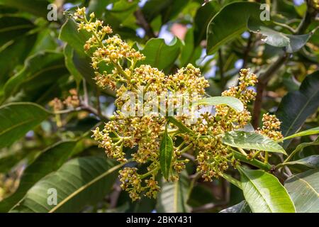 Mango albero fiore, pianta frutto natura coltivazione fiore di manghi Foto Stock