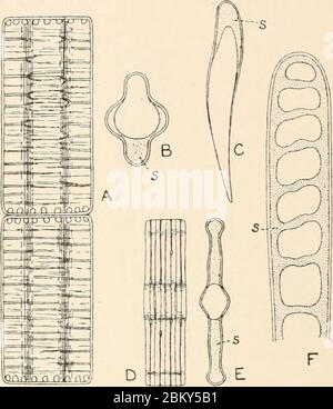 Immagine a partire dalla pagina 99 di ‘Algæ. Vol. I. Myxophyceæ, Peridinieæ, Bacillarieæ, Chlorophyceæ, nonché una breve sintesi dell'occorrenza e della distribuzione di freshwat4er Algæ‘ (1916). Foto Stock