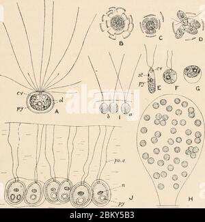 Immagine a partire dalla pagina 200 di ‘Algæ. Vol. I. Myxophyceæ, Peridinieæ, Bacillarieæ, Chlorophyceæ, nonché una breve sintesi dell'occorrenza e della distribuzione di freshwat4er Algæ‘ (1916). Foto Stock