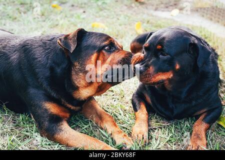 Due cani da marciallo si baciano sull'erba. Foto Stock