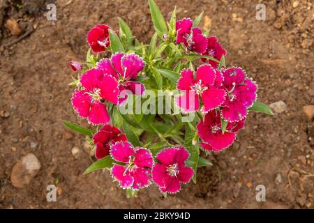 Rosso dolce william o dianthus barbatus fiore pianta che cresce sul terreno, primo piano Foto Stock