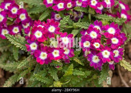 Fiore viola di verbena, fiore di verbena bella sulla pianta di verbena. Foto Stock