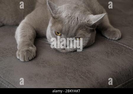 un gatto pigro grigio britannico a forma di shorthair si trova disteso con un look dispiaciuto. Carino animale domestico. Tono di grigio Foto Stock