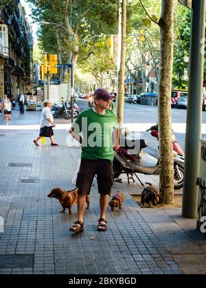 Uomo che cammina tre dachshund per le strade di Barcellona. Foto Stock