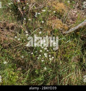 adderskat, sfondo, banca, brillante, mazzo, primo piano, cluster, devon, inghilterra, inglese, teste di fiori, piante da fiore, fiori, erba, erba, grasso Foto Stock