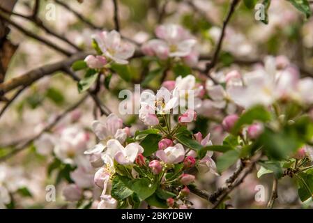 Polline raccolta di api da miele in albero di mele Foto Stock