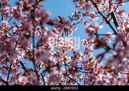 Fiori rosa ciliegia contro cielo blu chiaro. Messa a fuoco selettiva. Foto Stock