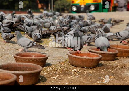 Pegions nella via della città, pegioni o colombe abitate la via della città, le gironi è il simbolo della pace, (Copyright © Saji Maramon) Foto Stock