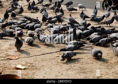 Pegions nella via della città, pegioni o colombe abitate la via della città, le gironi è il simbolo della pace, (Copyright © Saji Maramon) Foto Stock