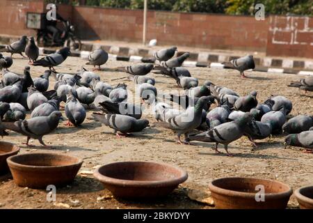 Pegions nella via della città, pegioni o colombe abitate la via della città, le gironi è il simbolo della pace, (Copyright © Saji Maramon) Foto Stock
