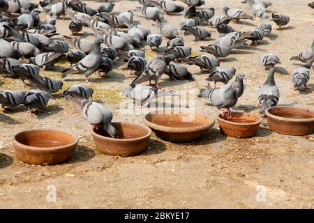 Pegions nella via della città, pegioni o colombe abitate la via della città, le gironi è il simbolo della pace, (Copyright © Saji Maramon) Foto Stock