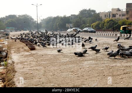 Pegions nella via della città, pegioni o colombe abitate la via della città, le gironi è il simbolo della pace, (Copyright © Saji Maramon) Foto Stock