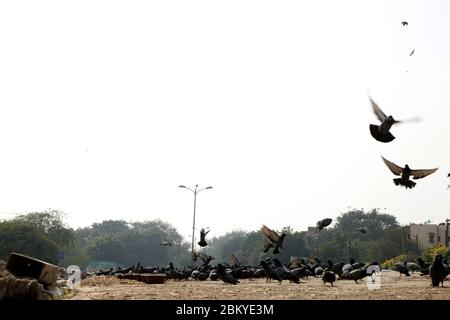 Pegions nella via della città, pegioni o colombe abitate la via della città, le gironi è il simbolo della pace, (Copyright © Saji Maramon) Foto Stock