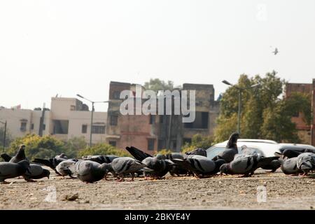 Pegions nella via della città, pegioni o colombe abitate la via della città, le gironi è il simbolo della pace, (Copyright © Saji Maramon) Foto Stock