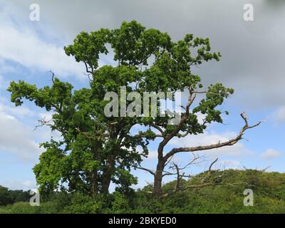 Due querce, una viva e una morta Foto Stock